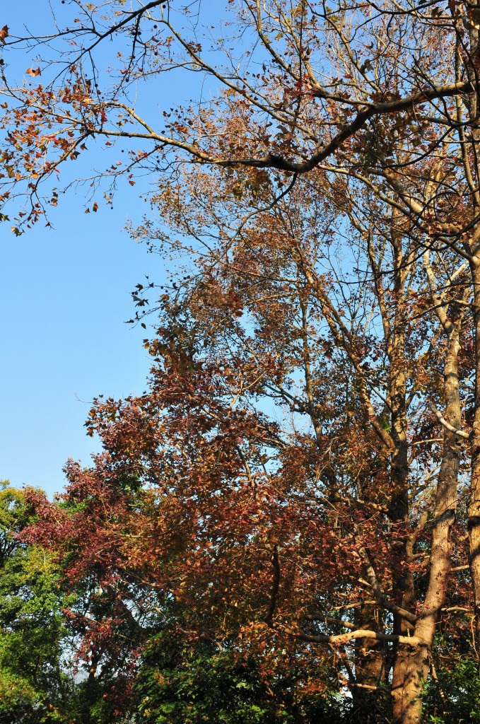 DSC_5642